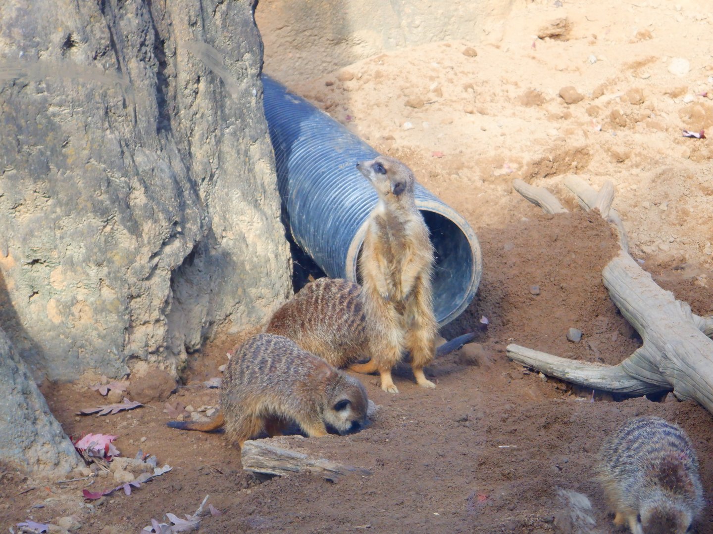 Meerkats at the Greensboro Science Center