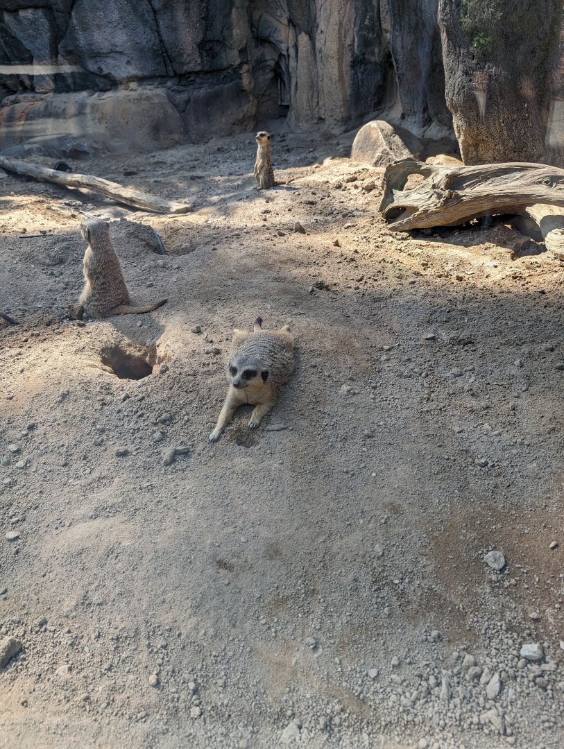 Meerkats at the Greensboro Science Center