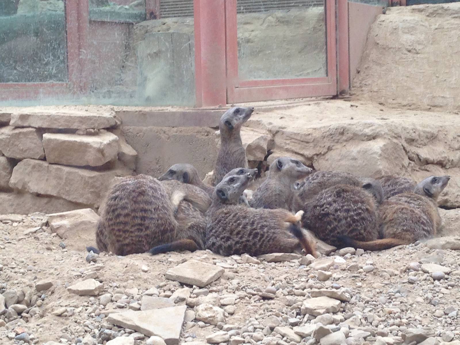 Meerkats at Tropical World - 02/10/2013