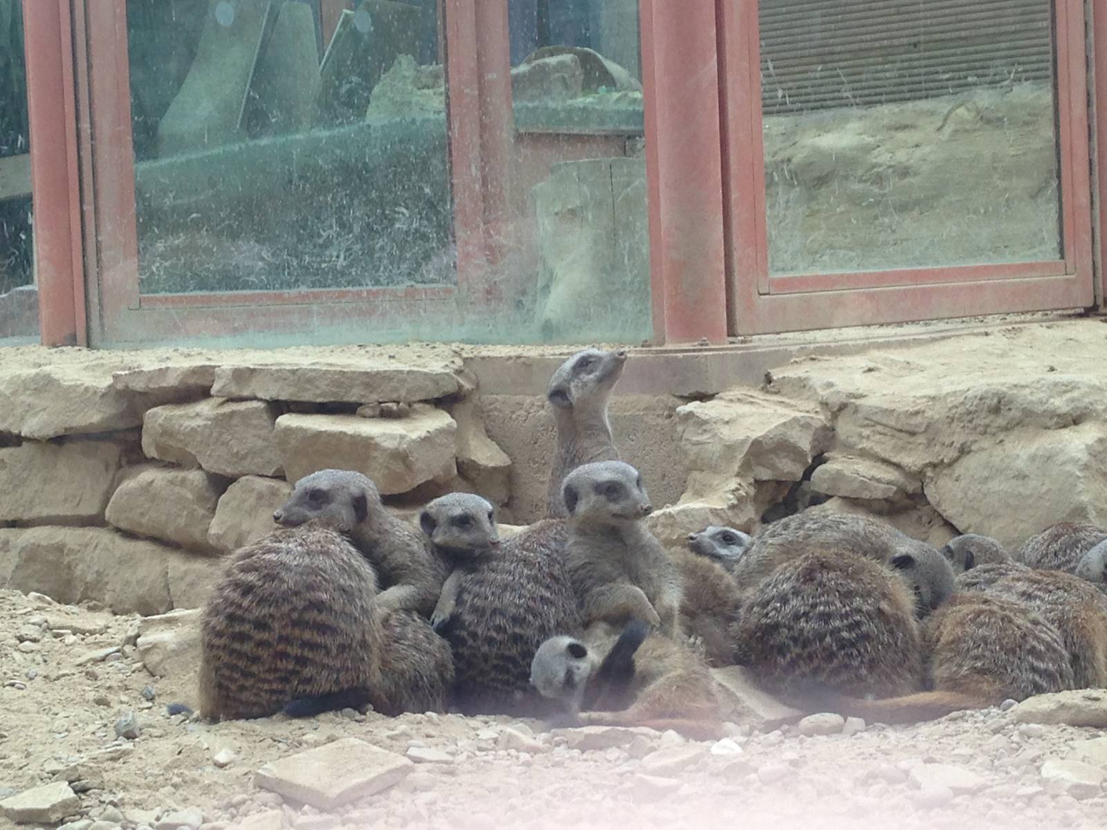 Meerkats at Tropical World - 02/10/2013