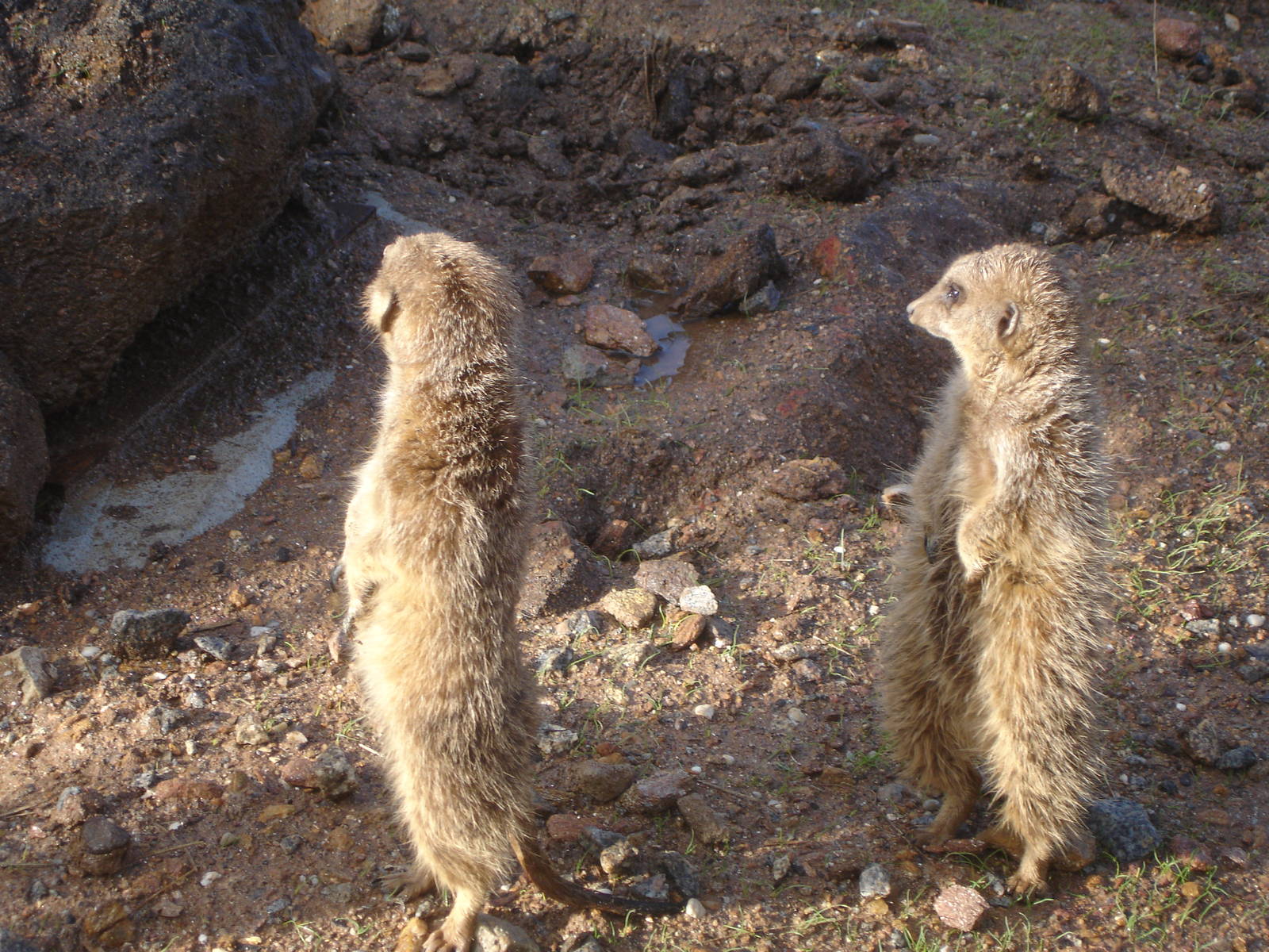 Meerkats at Zoo Santo Inacio, 30/12/12