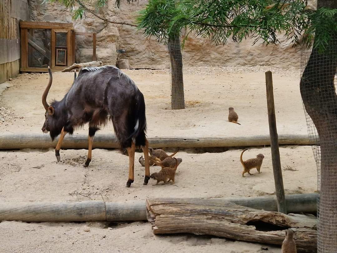 Meerkats attack Nyala