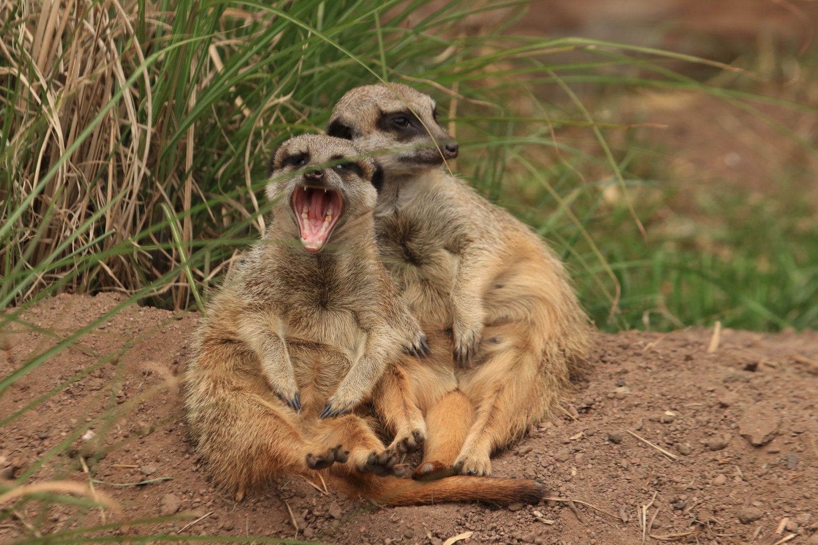 Meerkats (August 2019)