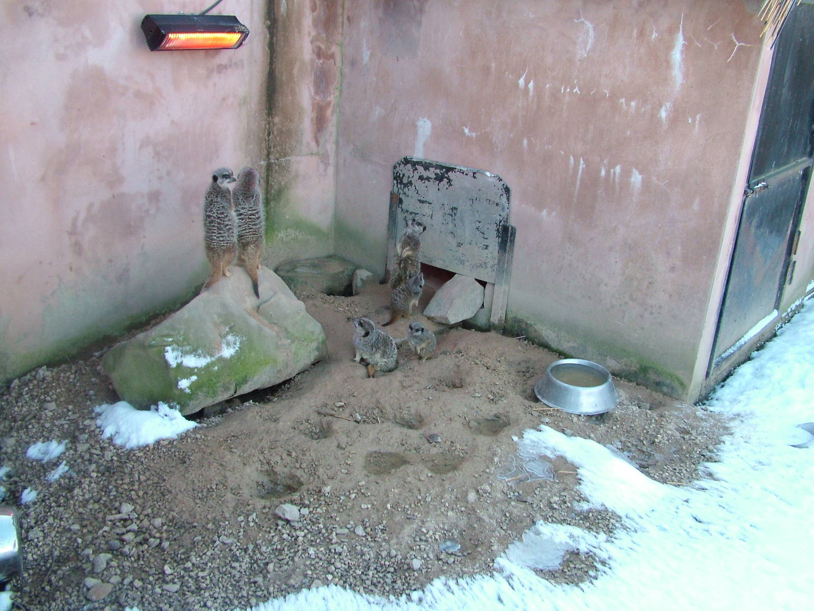 Meerkats, Blackbrook in the Snow, 03/01/10