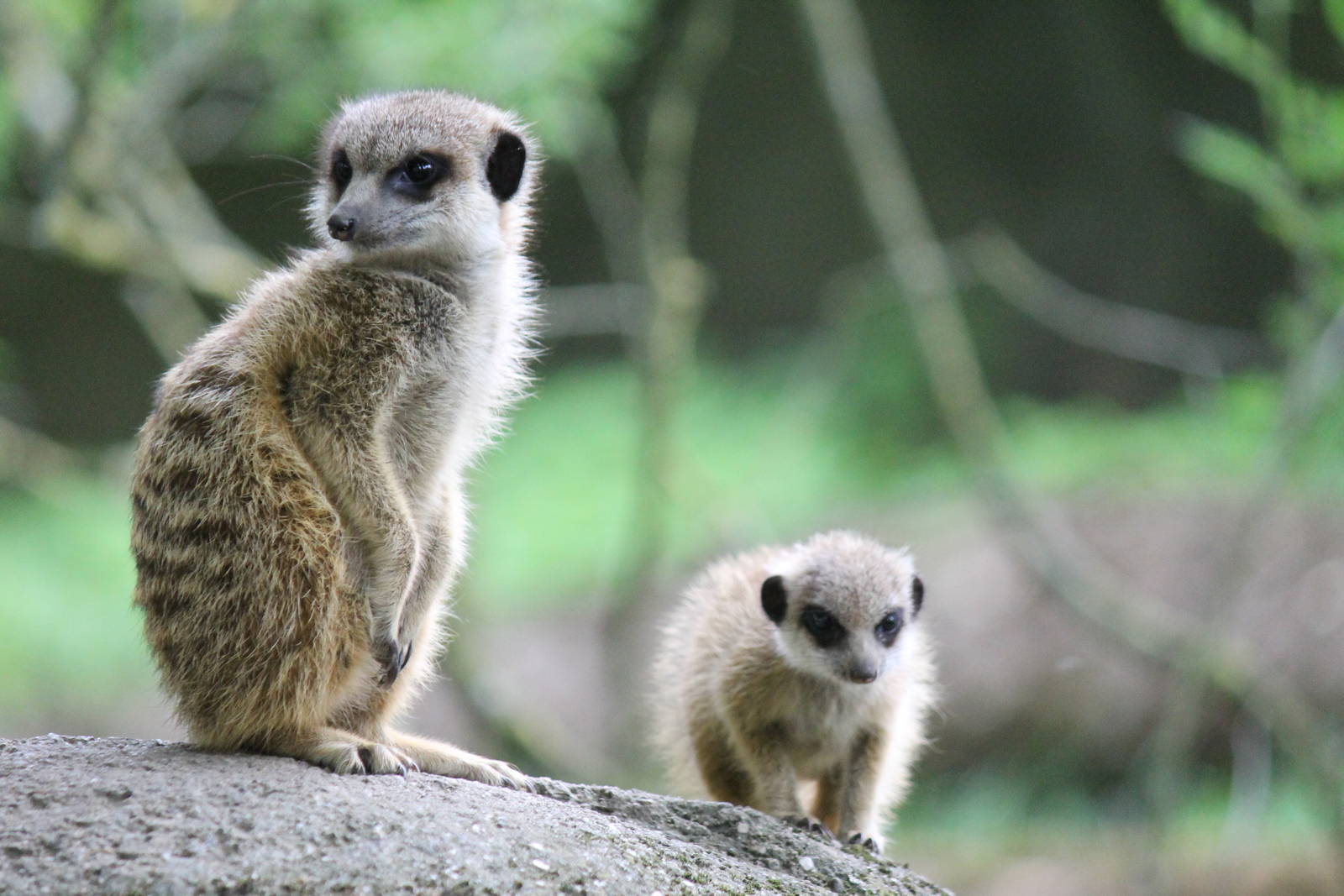 Meerkats, Burgers' Zoo
