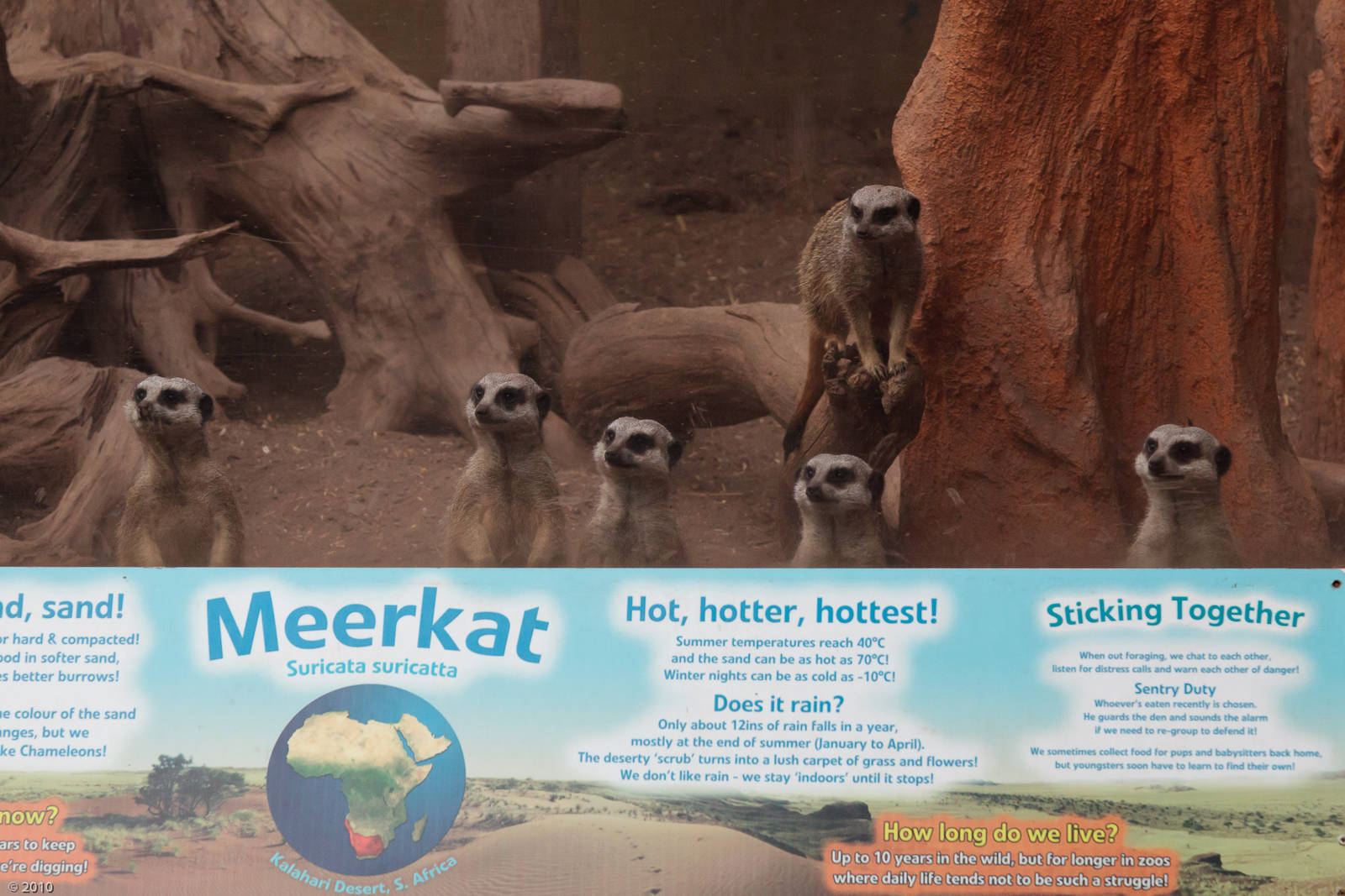 Meerkats - Closing Day - 05/09/2010