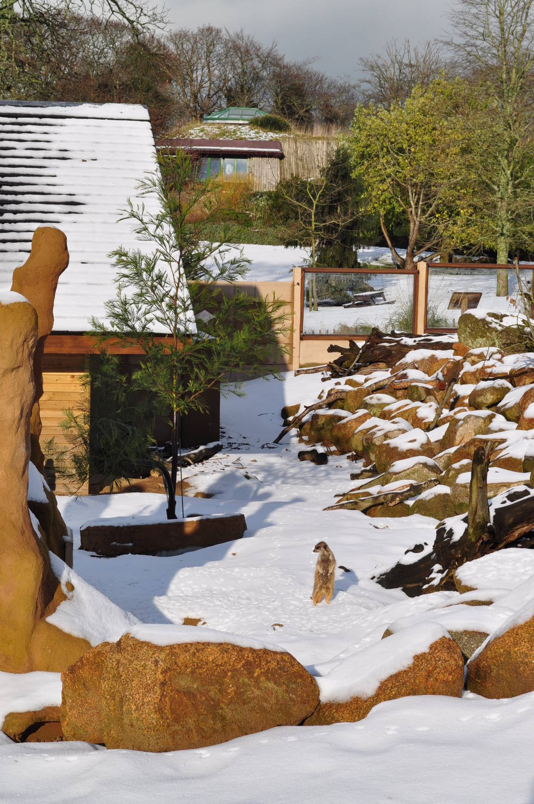 Meerkats enjoying the snow