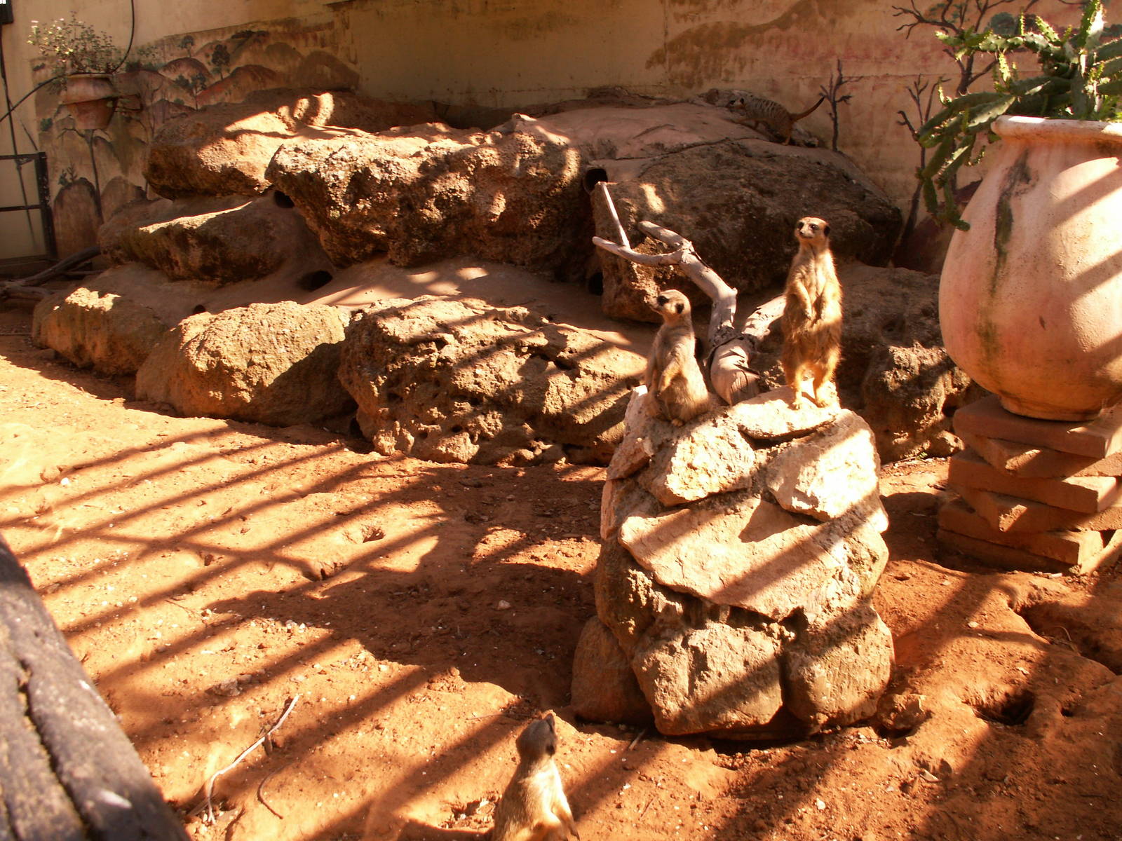 meerkats exhibit