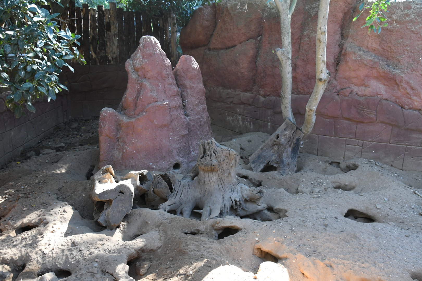 Meerkats exhibit