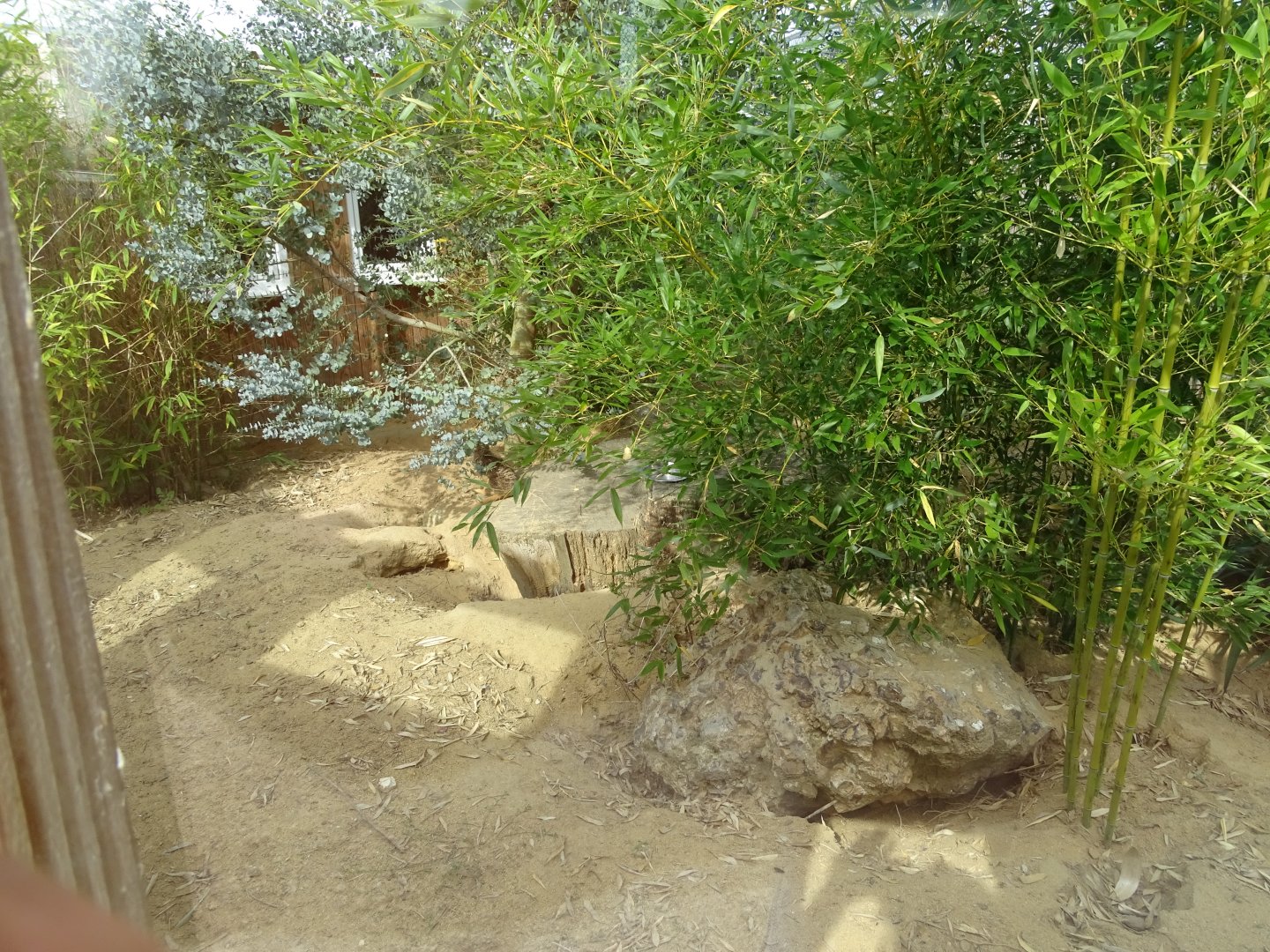 Meerkats exhibit