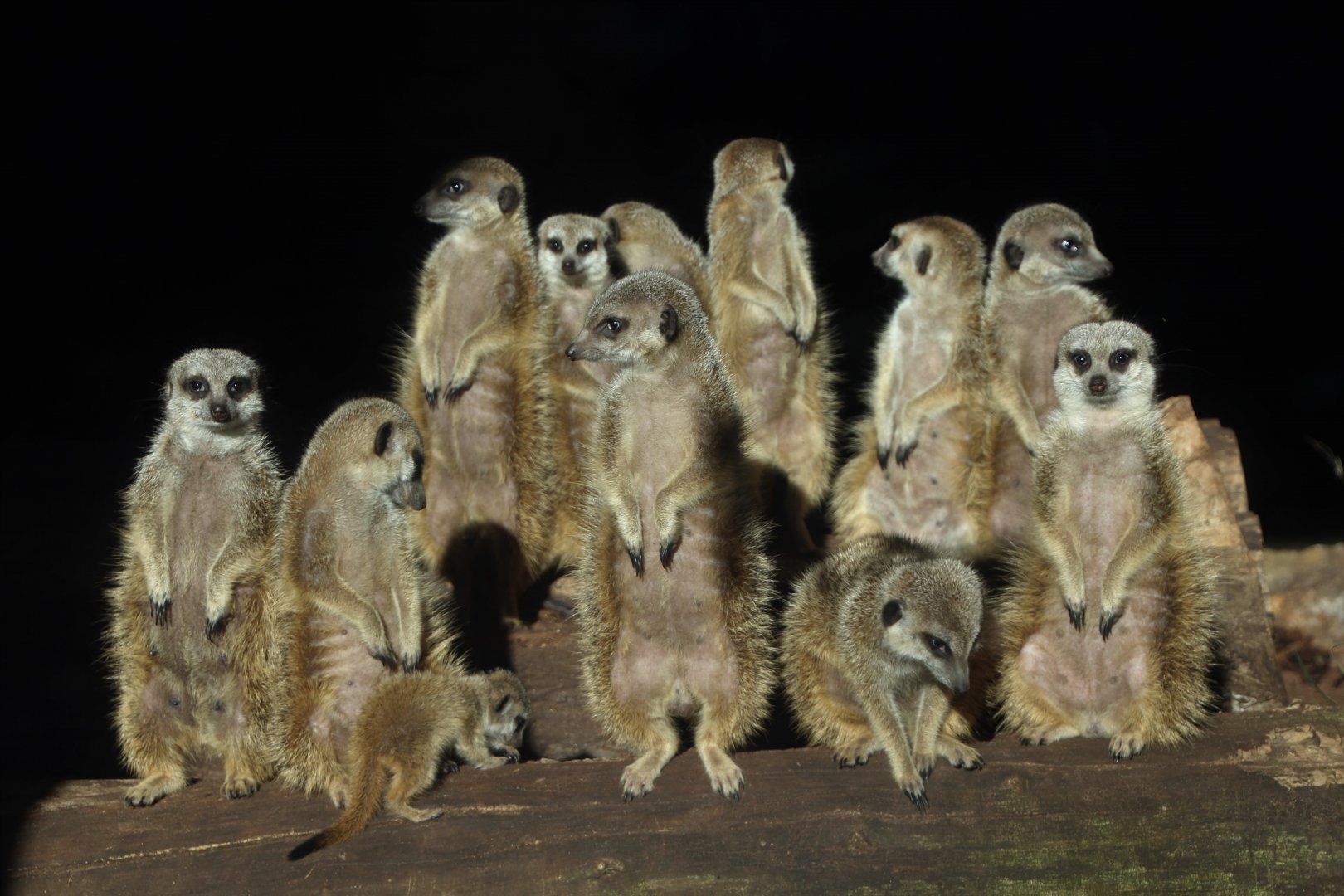 Meerkats - February 2018