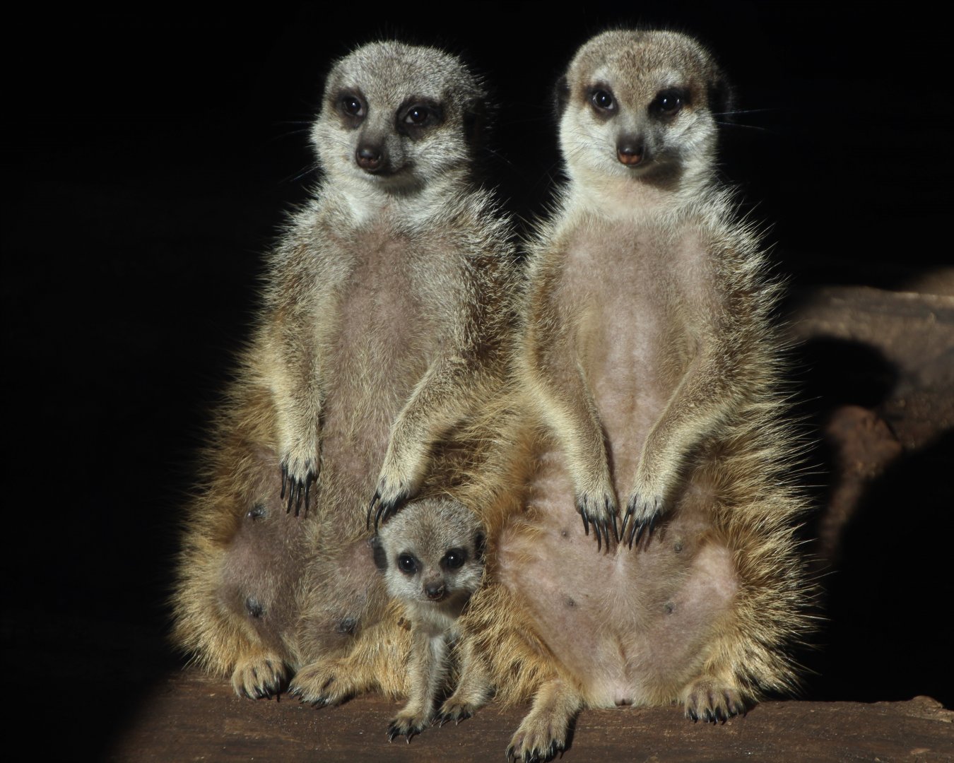Meerkats - February 2018