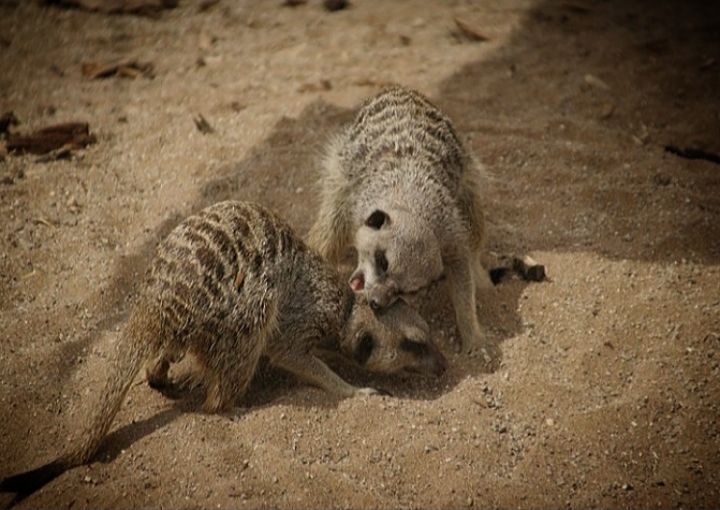 Meerkats Fighting
