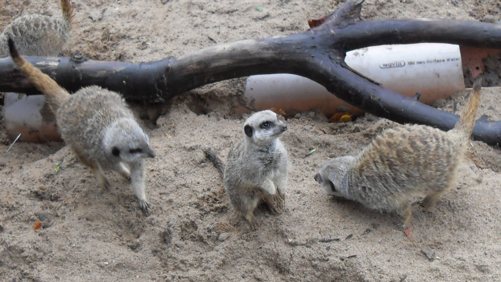 Meerkats Fighting