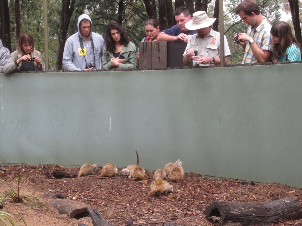 Meerkats get an enrichment feed