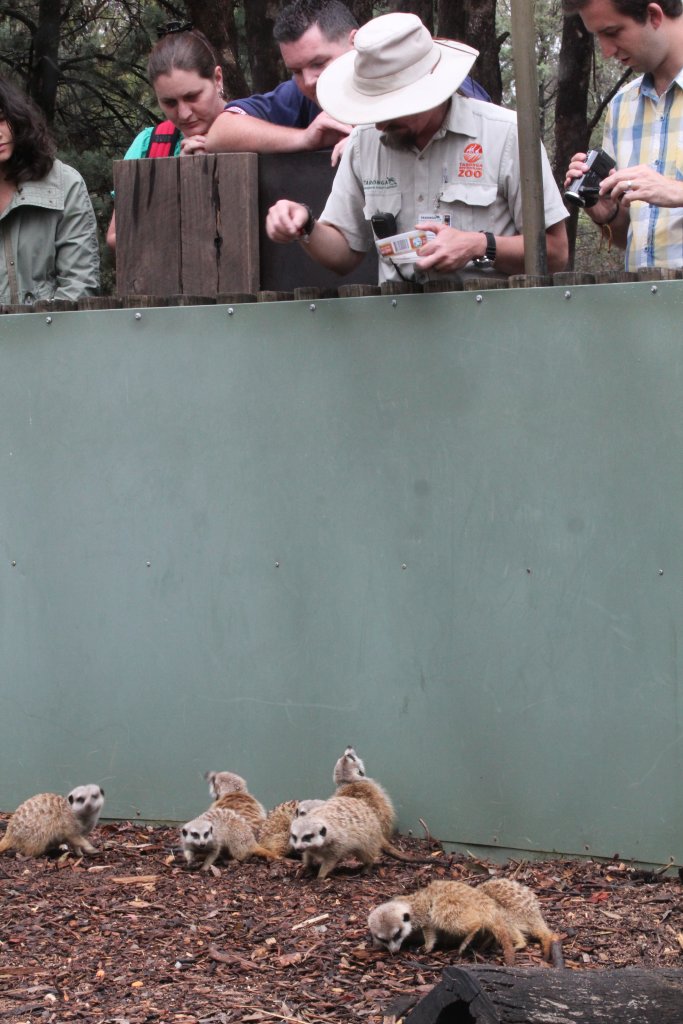 Meerkats get some mealworms