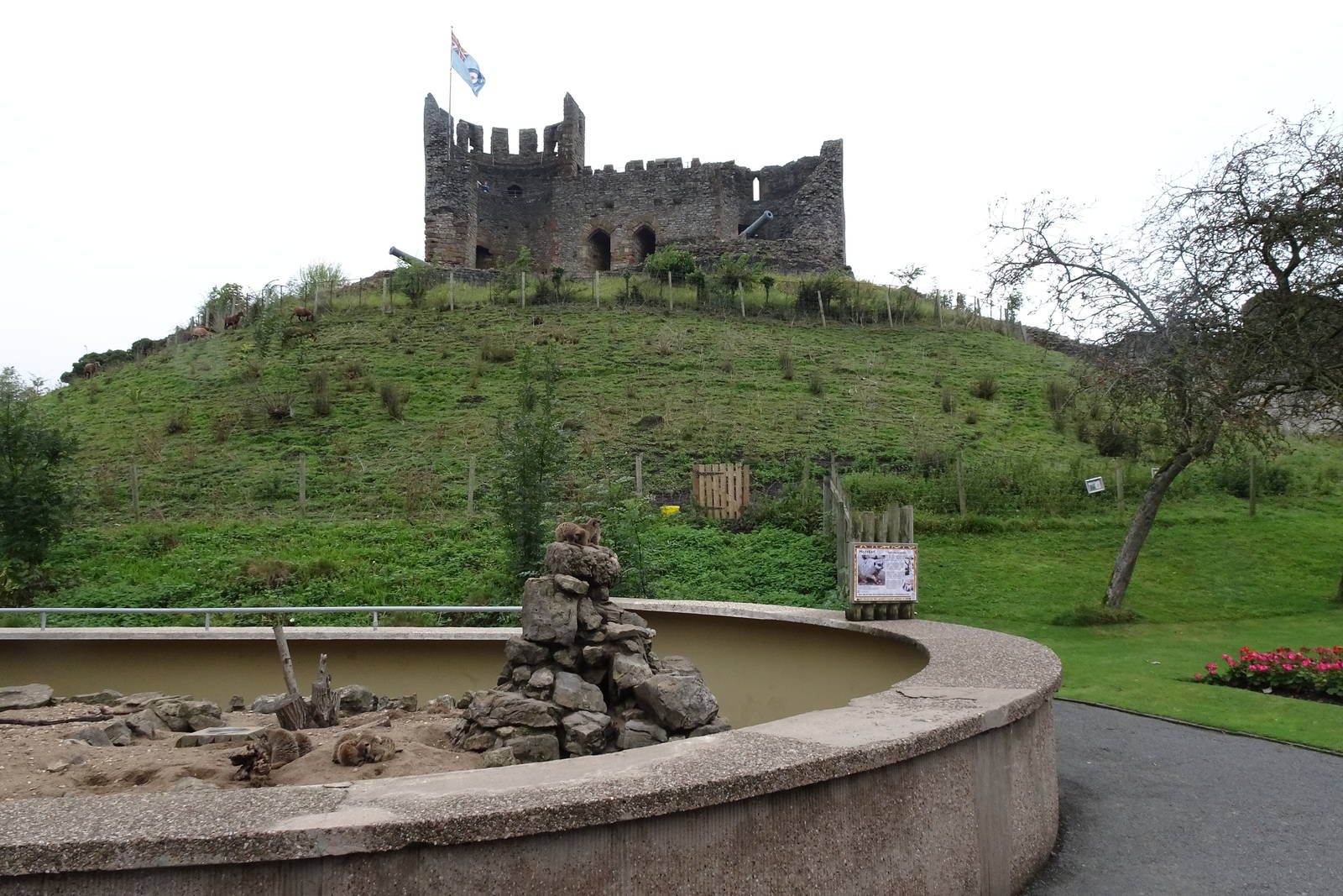 Meerkats guarding the castle, September 2016