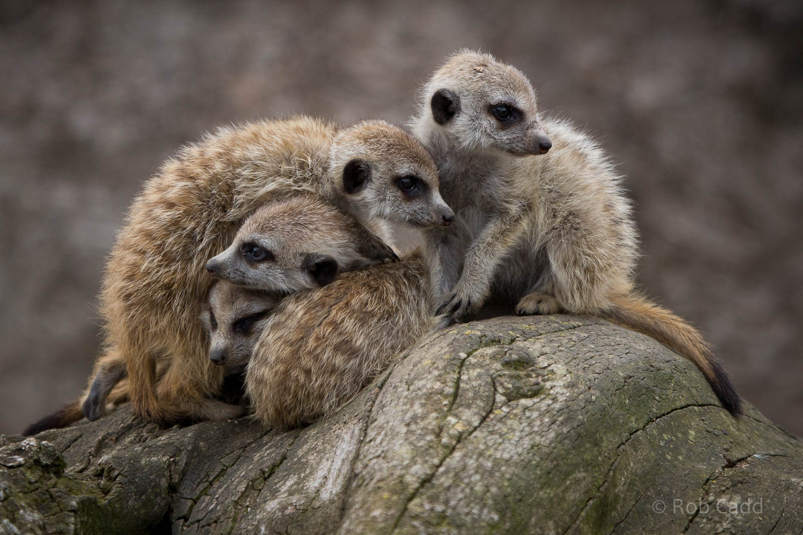 Meerkats : Hamerton : 05 Sep 2014