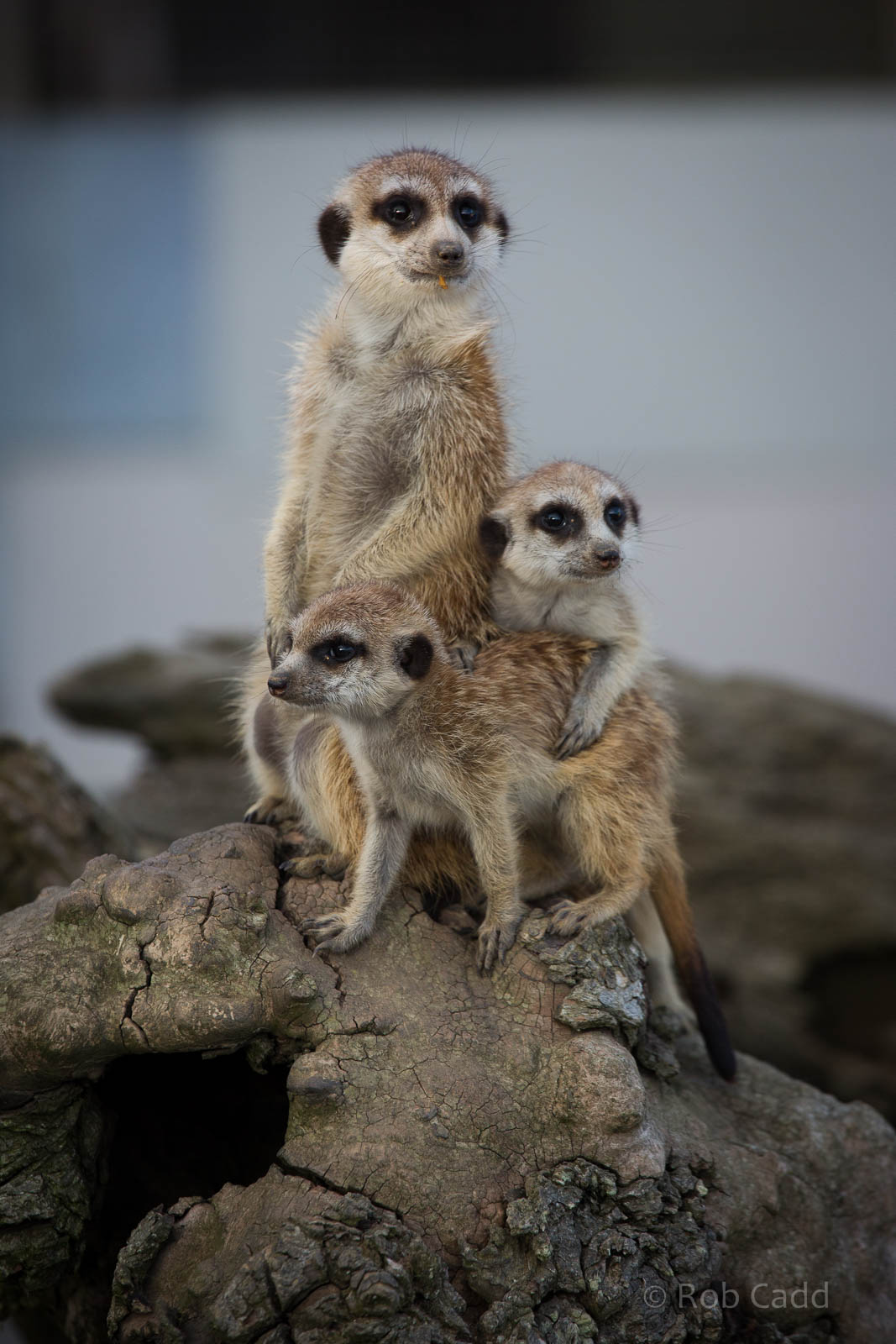 Meerkats : Hamerton : 27 Sep 2014