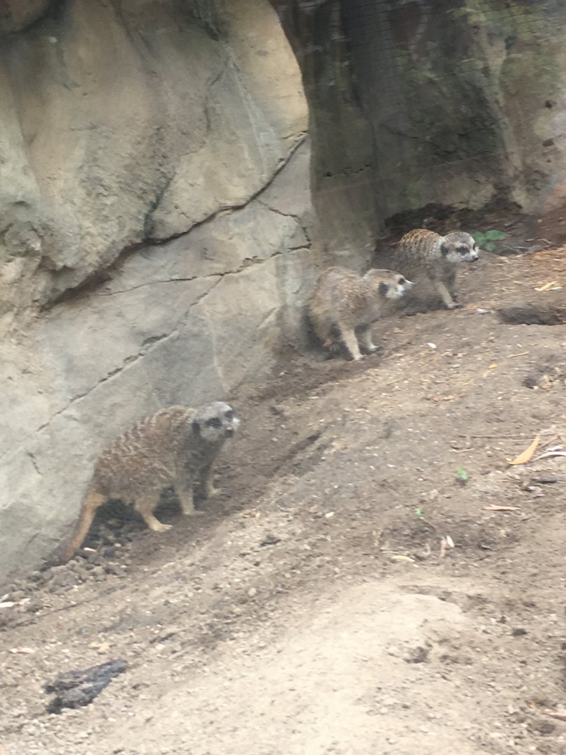 Meerkats | Henry Vilas Zoo