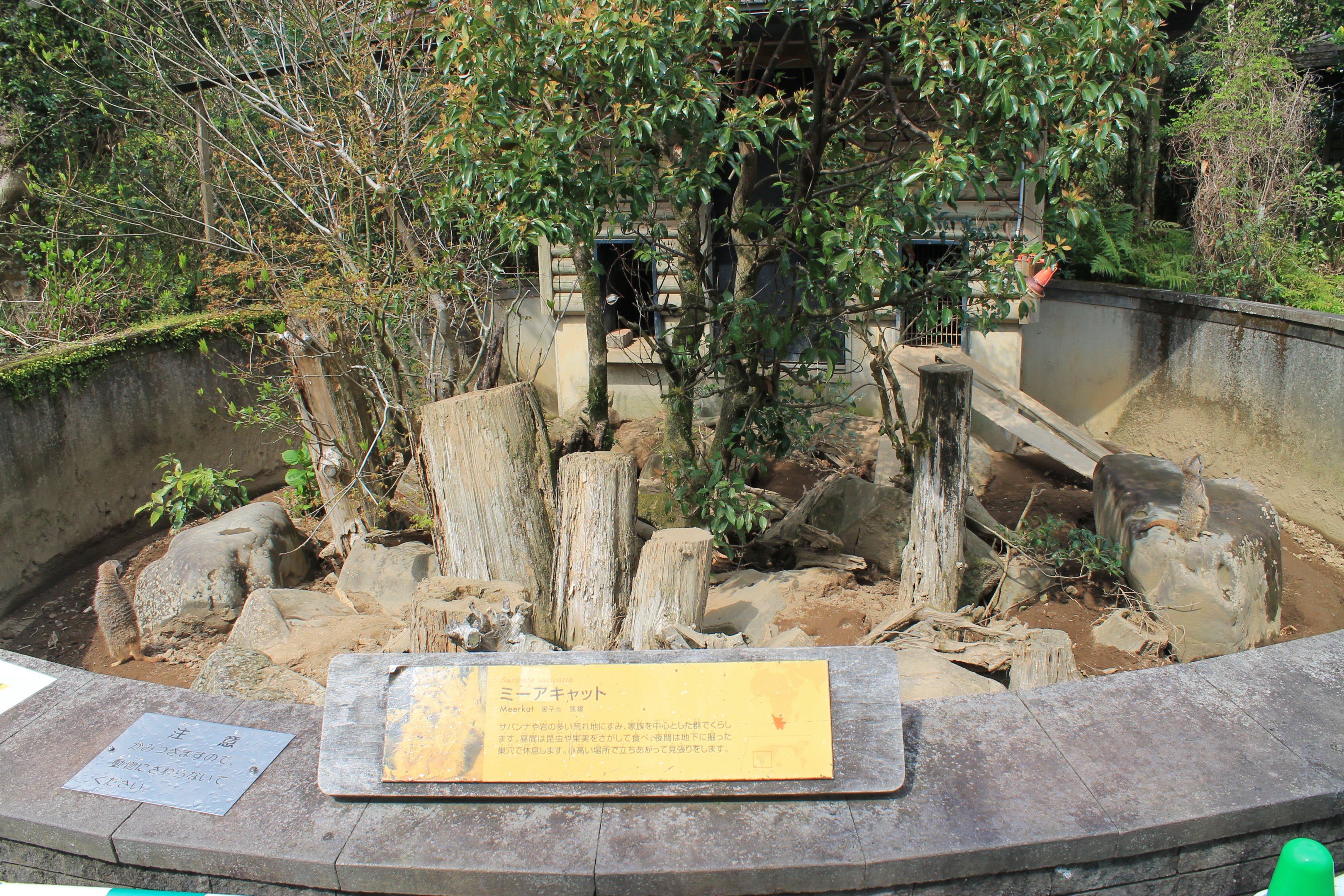 Meerkats - Hirakawa Zoo (Kagoshima)