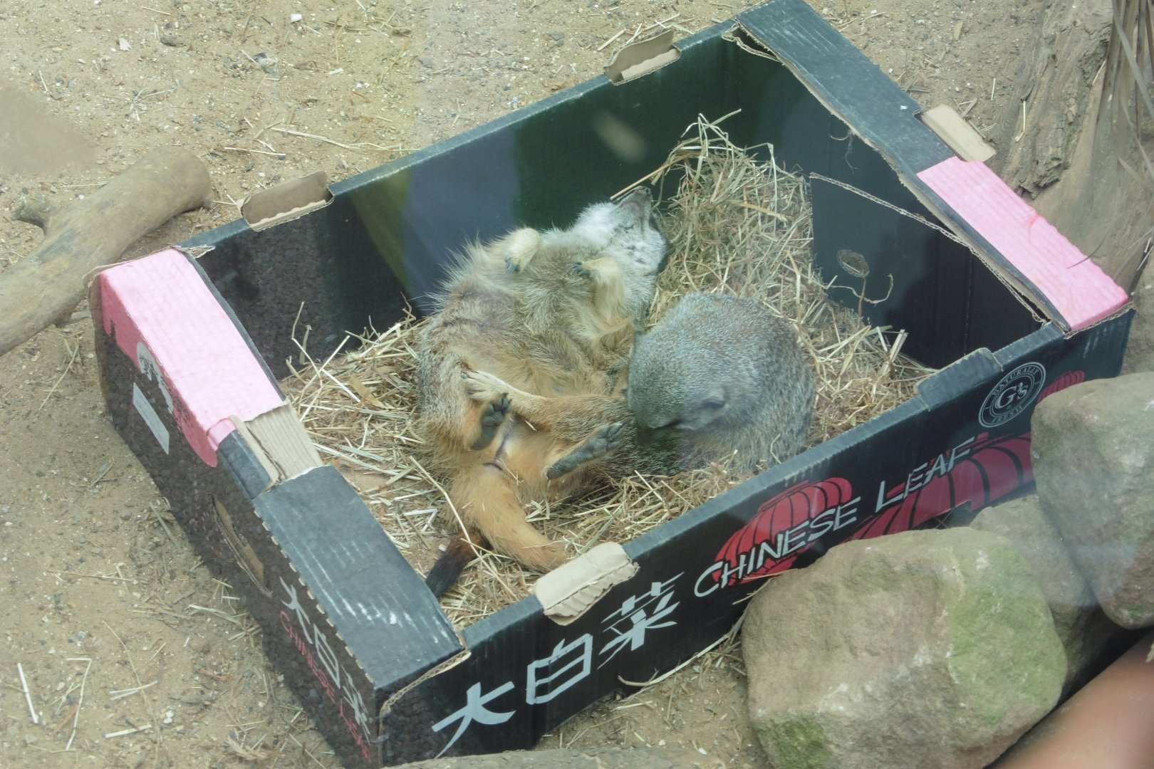 Meerkats in a box. Two  for One!