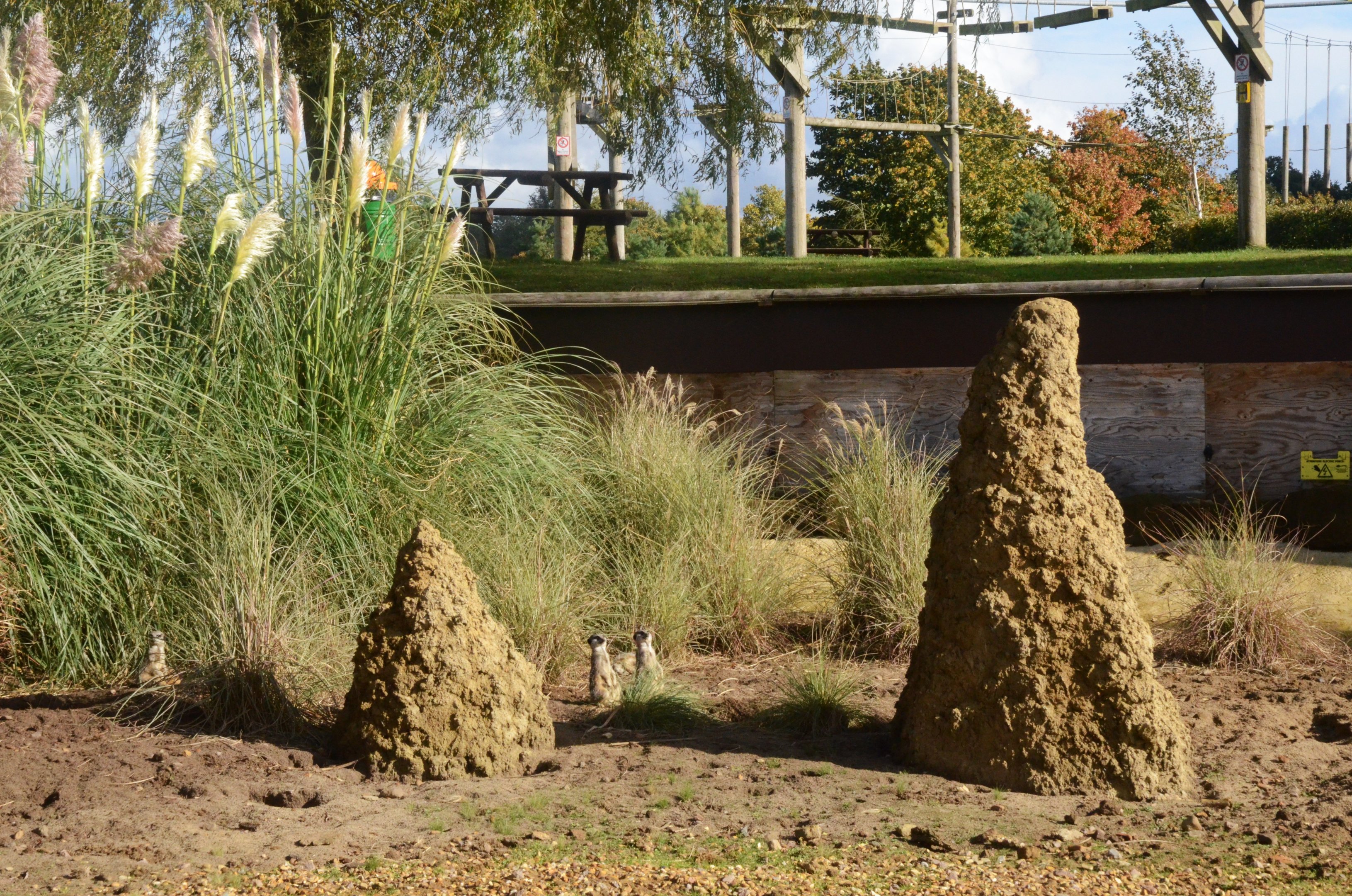 Meerkats in Desert Springs at Woburn Safari Park, 16/10/16