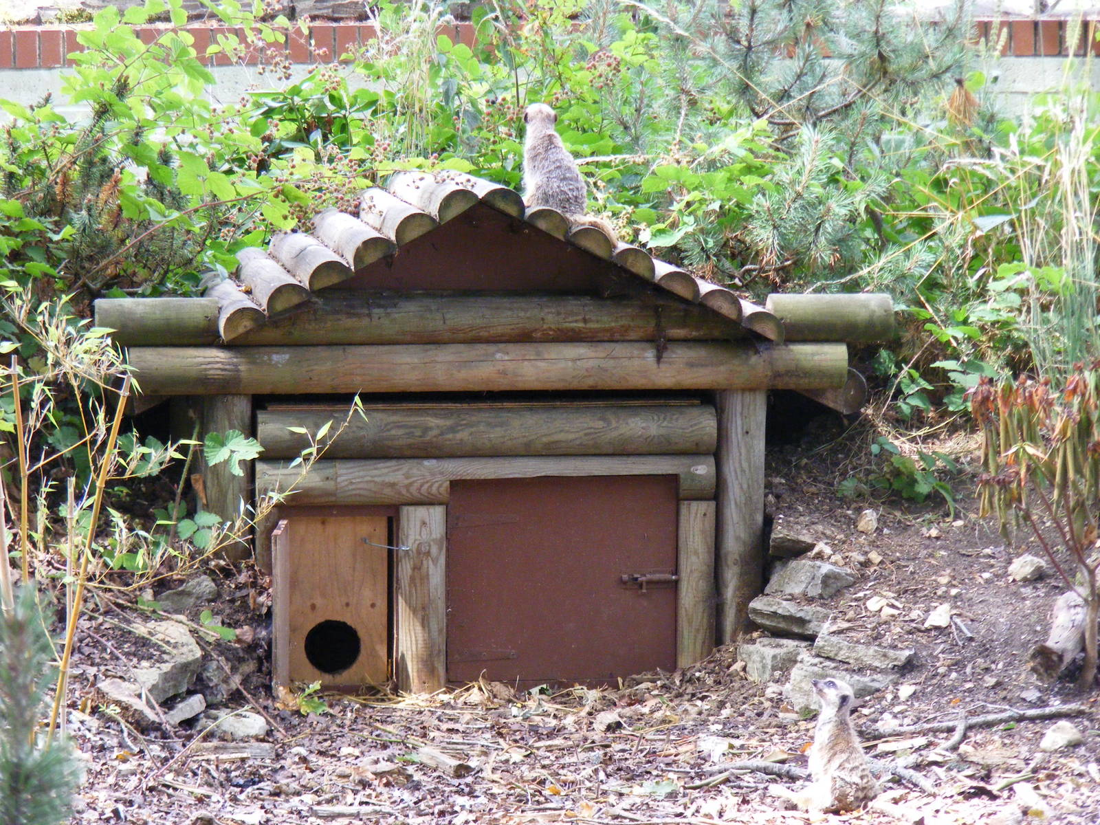 Meerkats in the old cusimanse enclosure at Marwell Wildlife, 8 August 2010