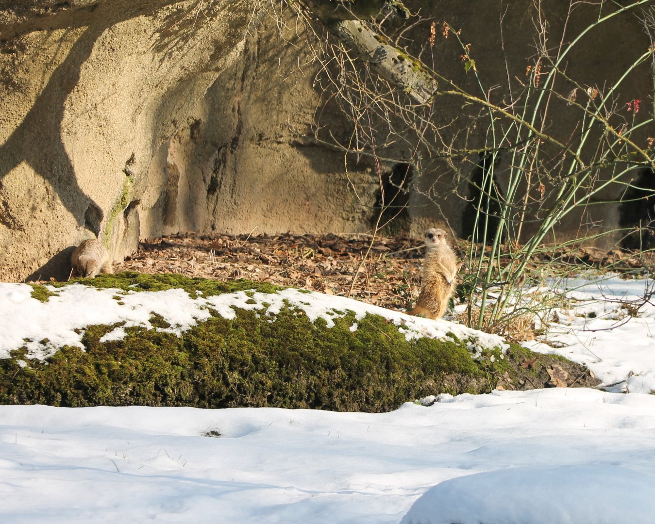 Meerkats in the snow