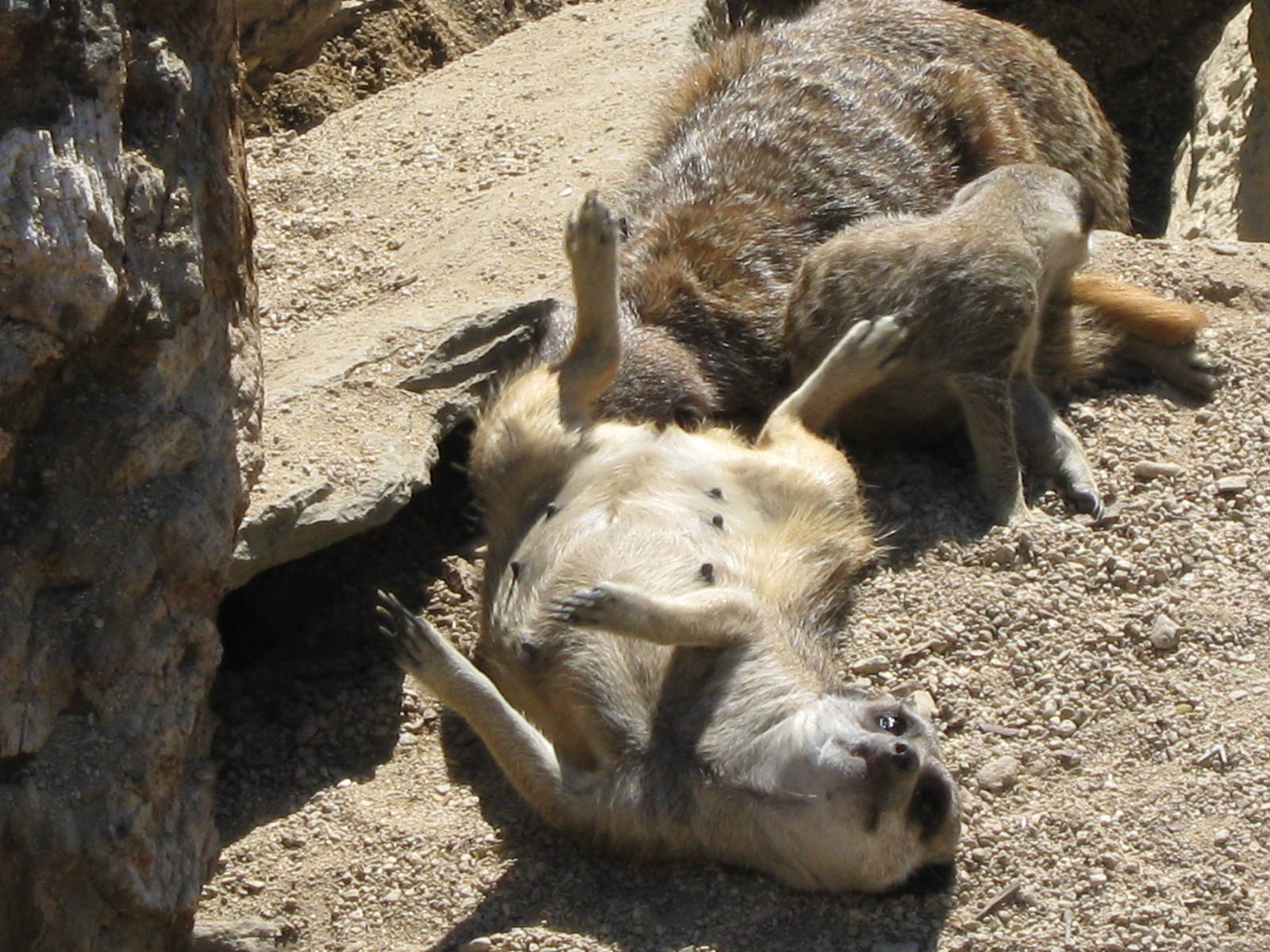 Meerkat's in the sun