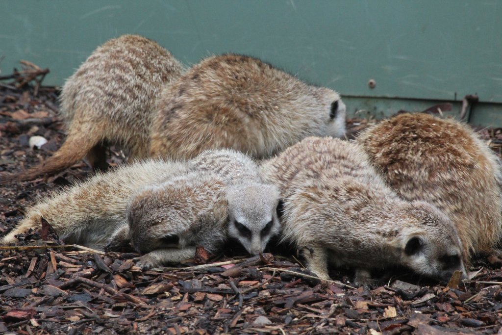 Meerkats looking for mealworms