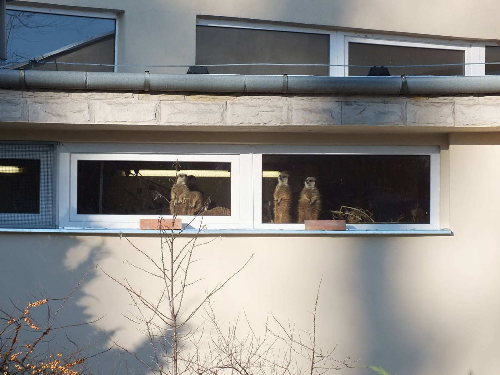 Meerkats looking outside from their indoor exhibit