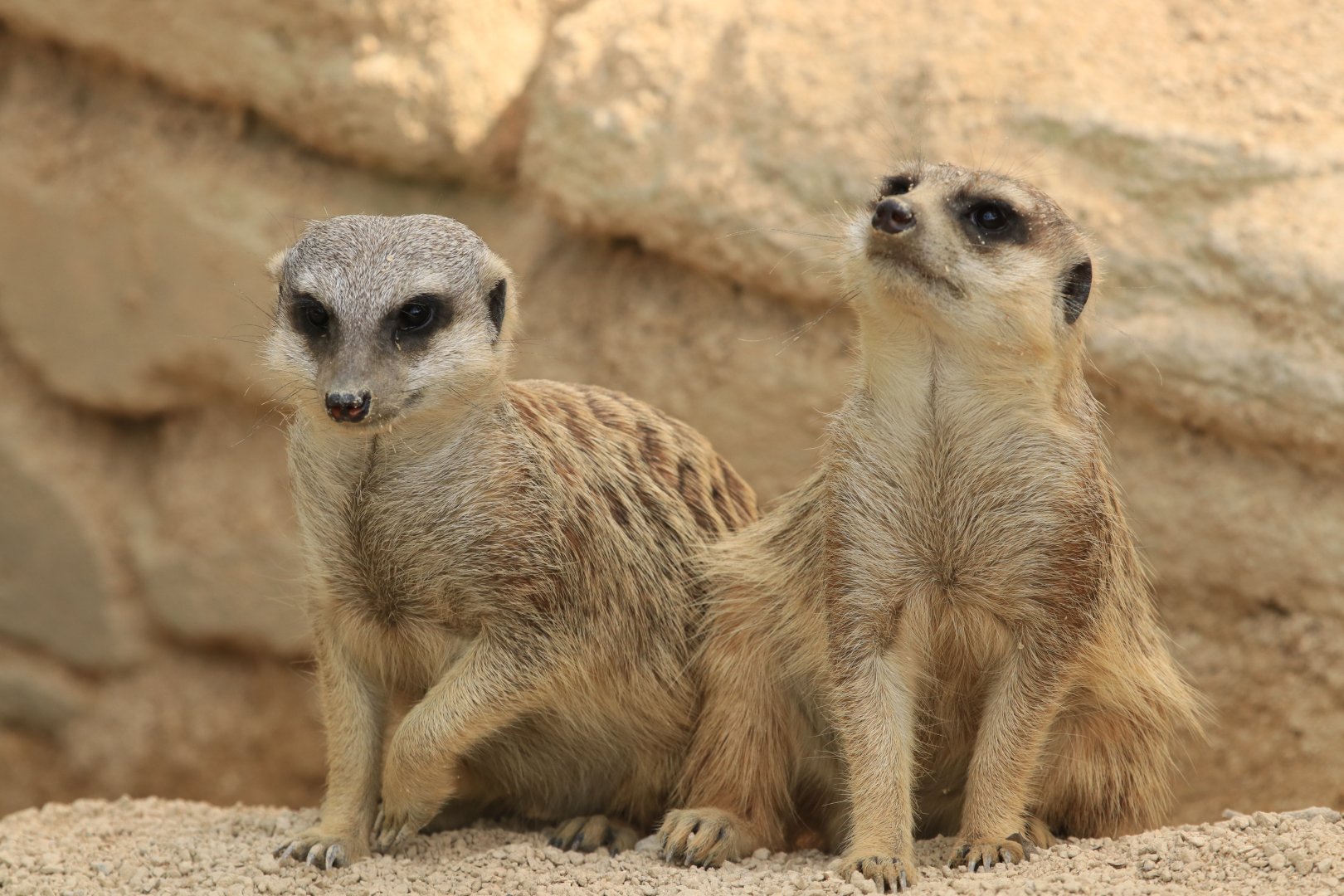 Meerkats (May 2019)