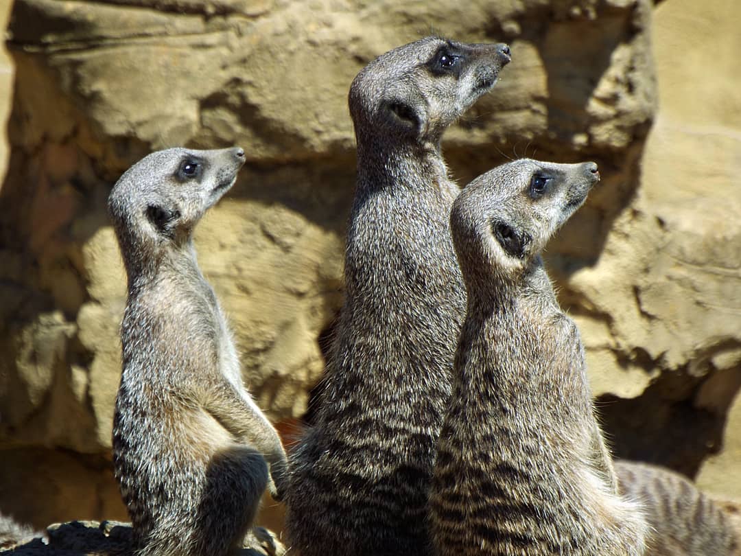 Meerkats - NAZF