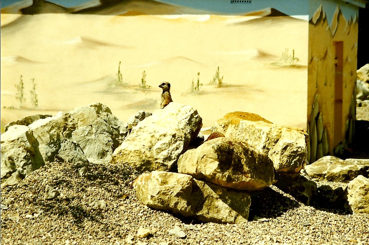 Meerkats new for 1999 5th June 1999