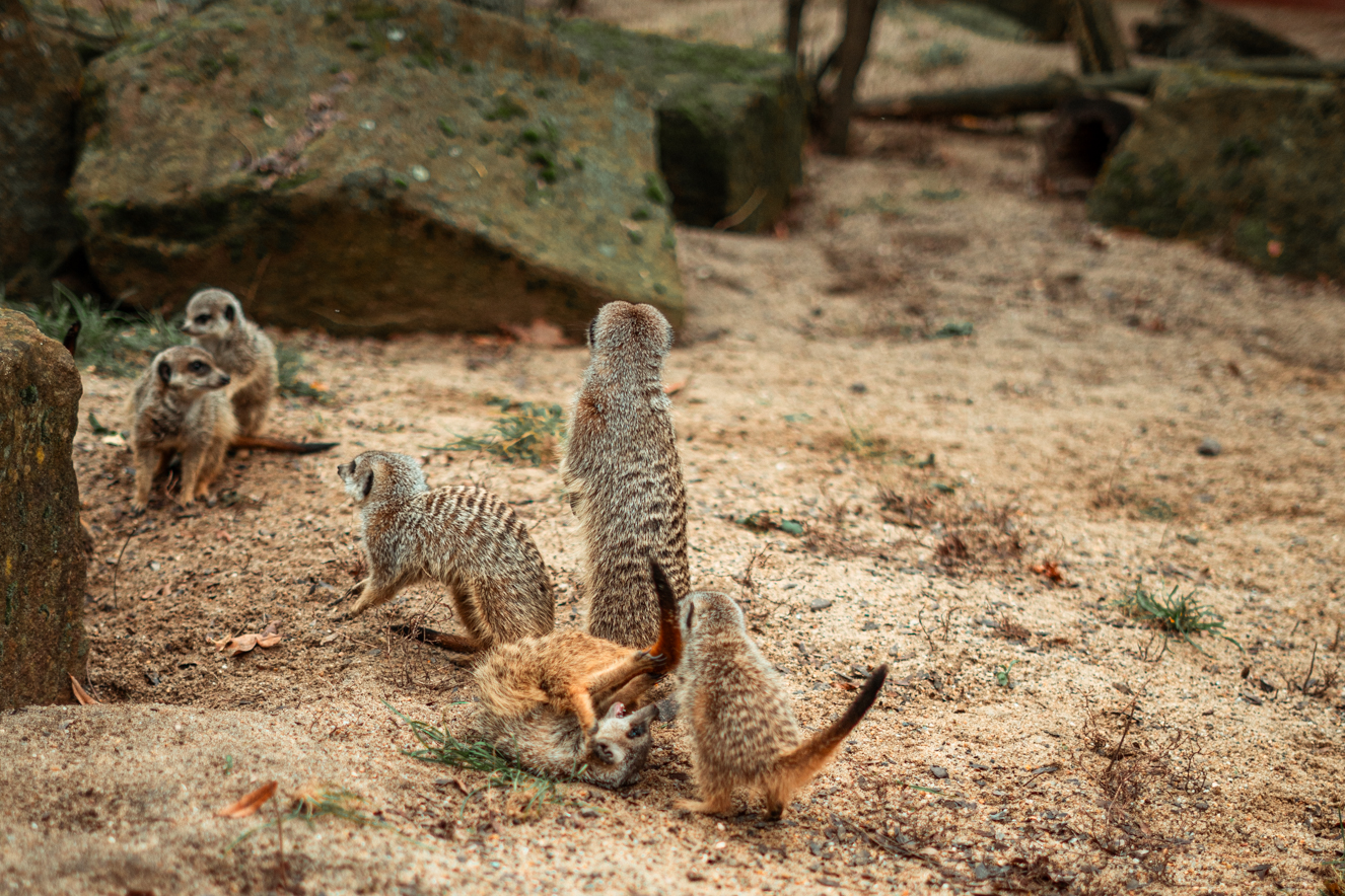 Meerkats next to the entrance