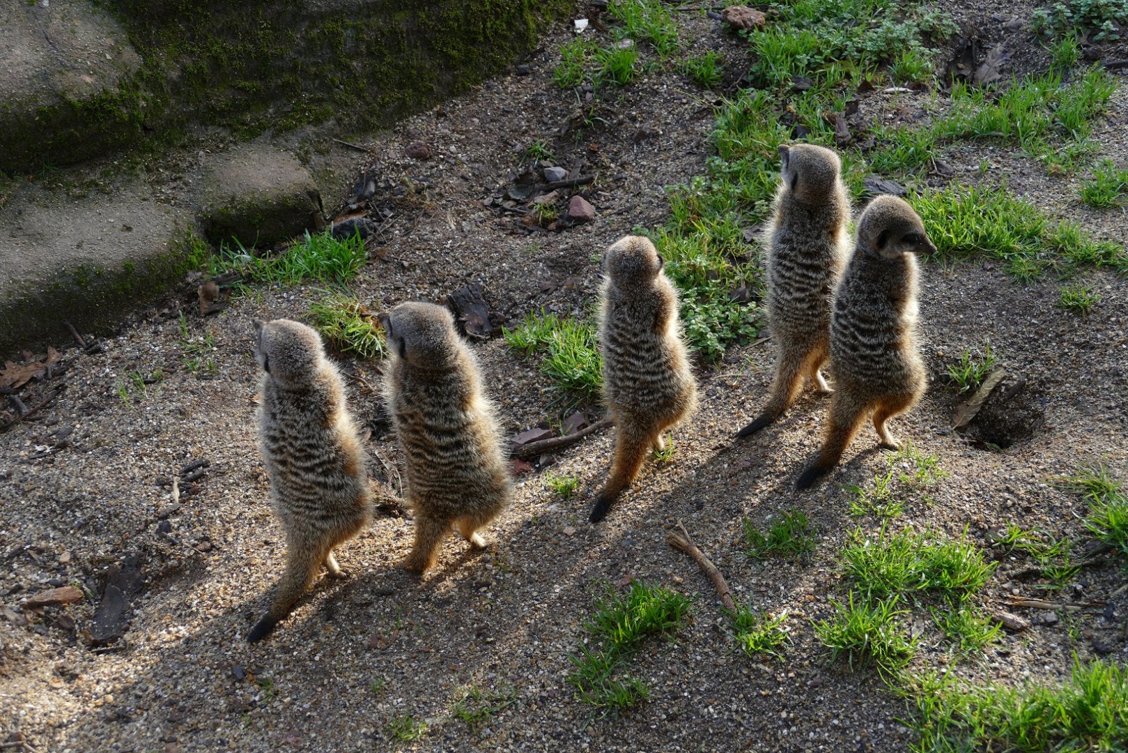 Meerkats, November 2018