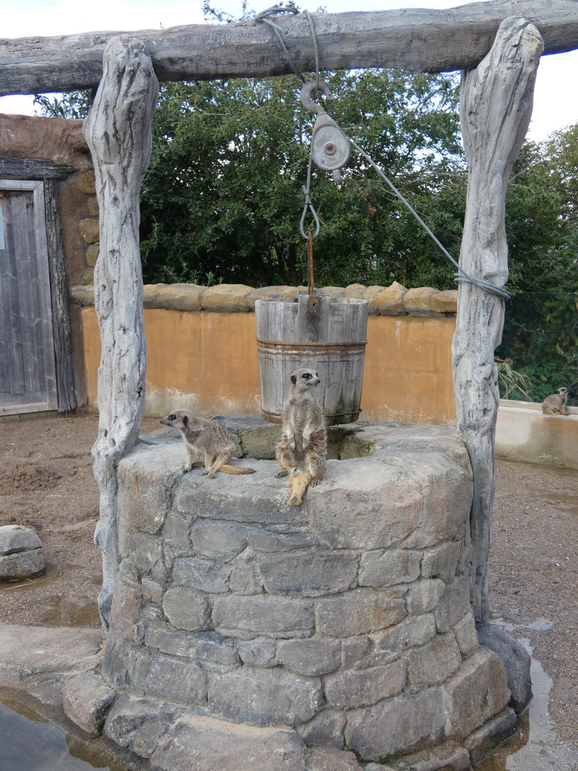 Meerkats on a well