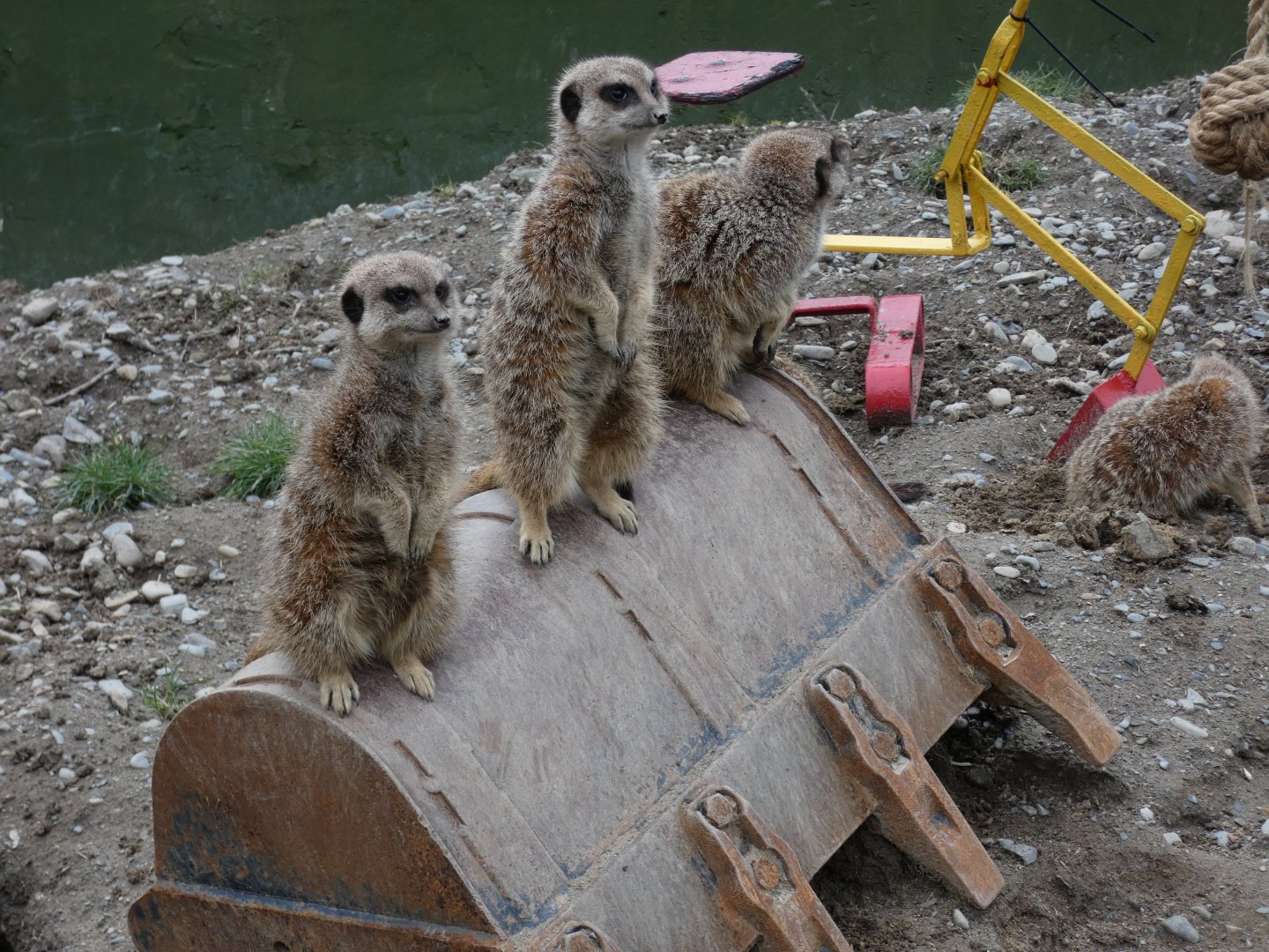 Meerkats on digger bucket