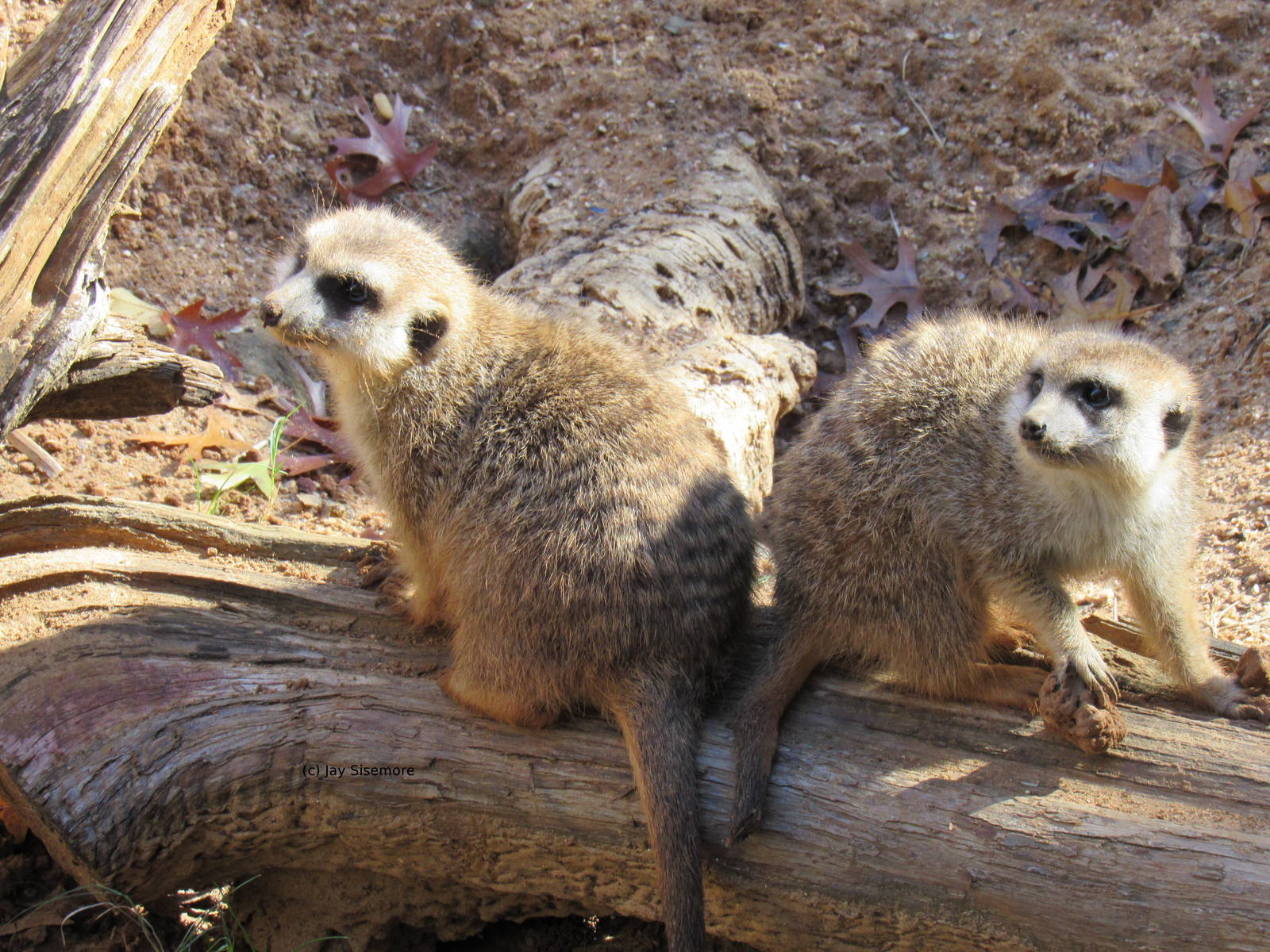 Meerkats on Gorilla Trail