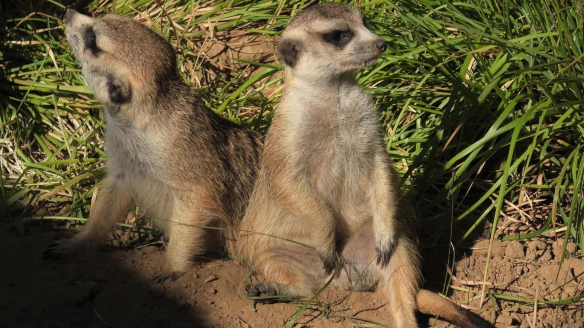 Meerkats on the lookout