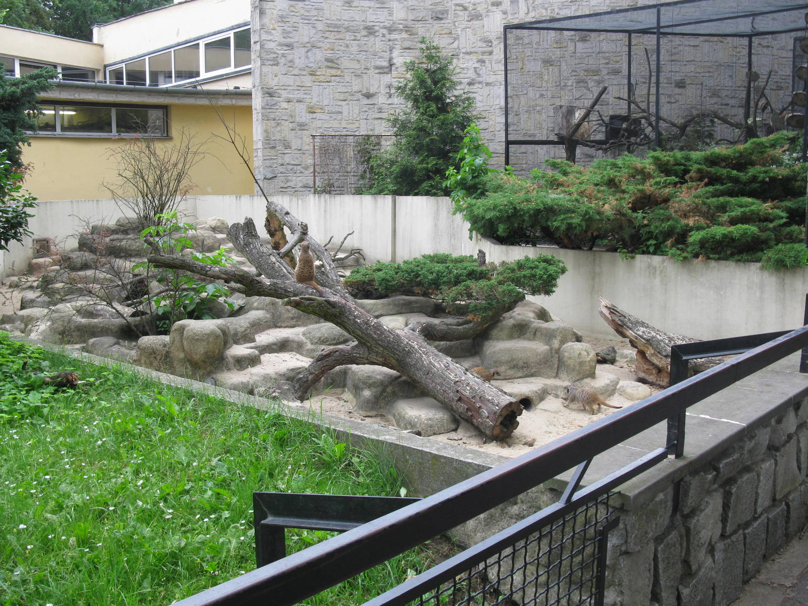 Meerkat's outdoor exhibit