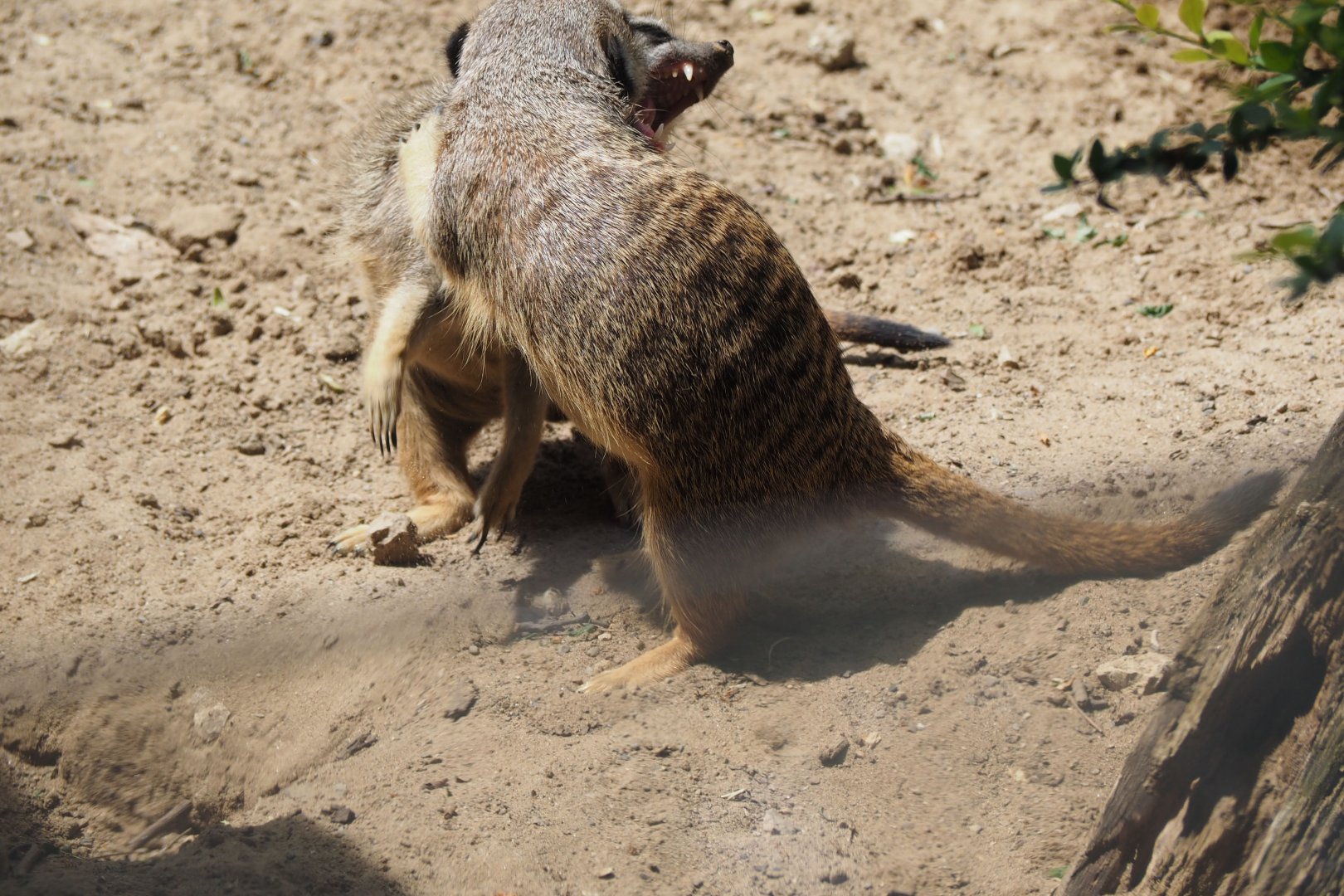 Meerkats (play?)fighting