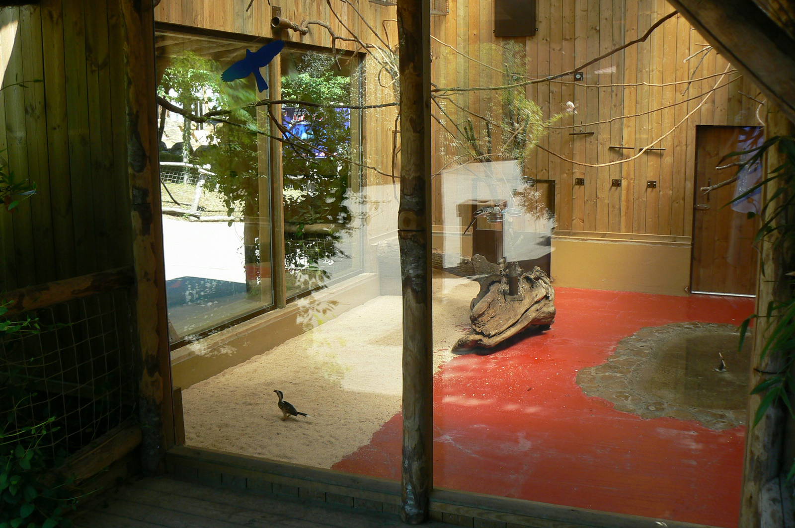 Meerkats, red-billed hornbills and waldrapp ibises exhibit