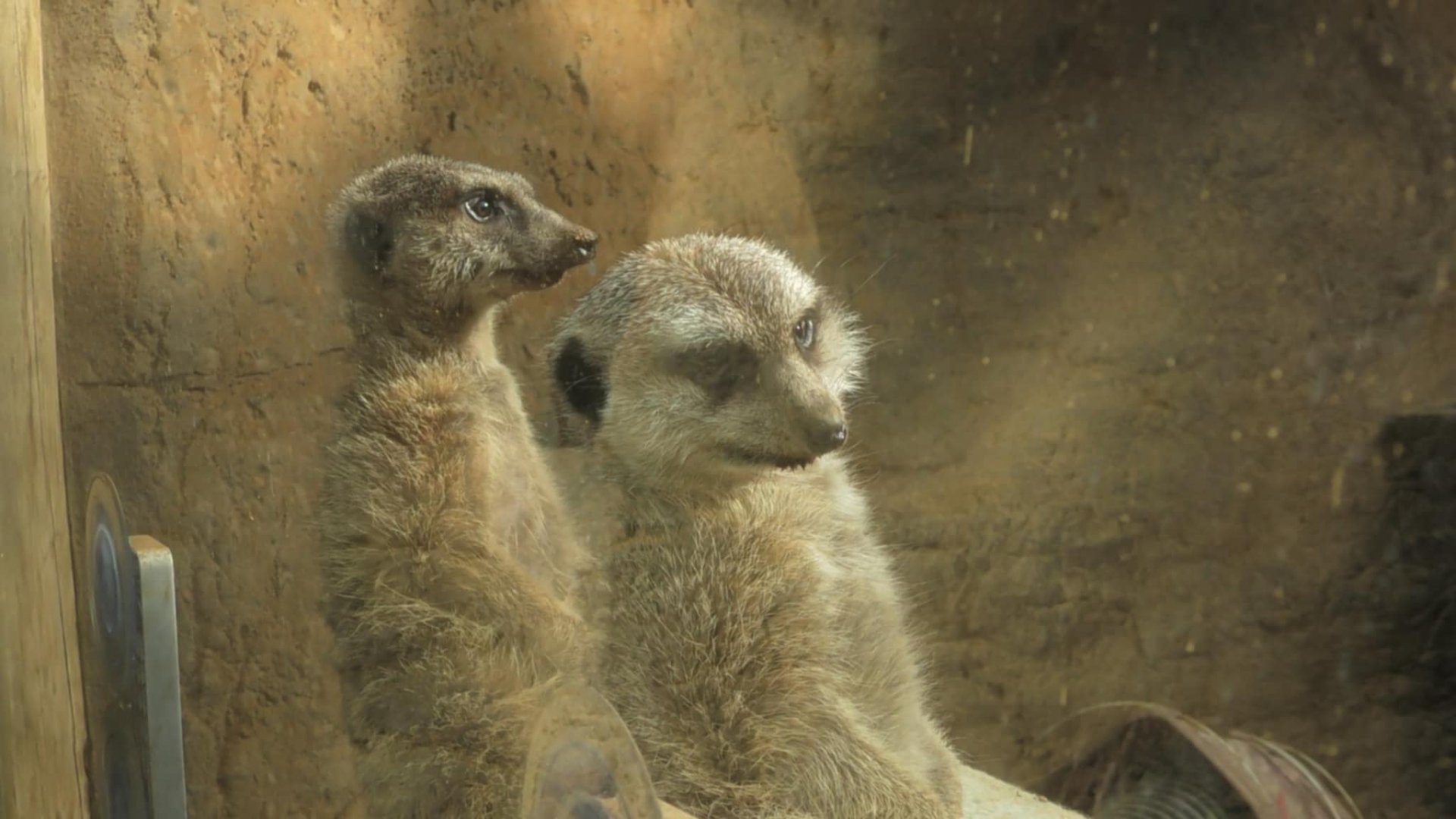Meerkats relaxing