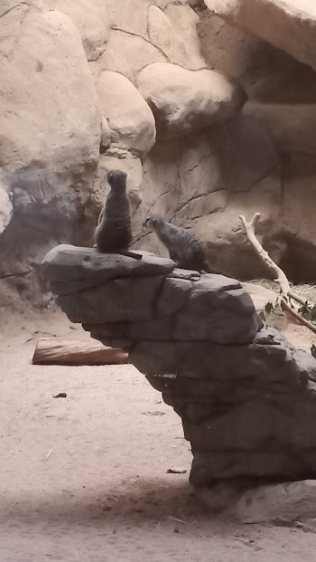 Meerkats - São Paulo aquarium