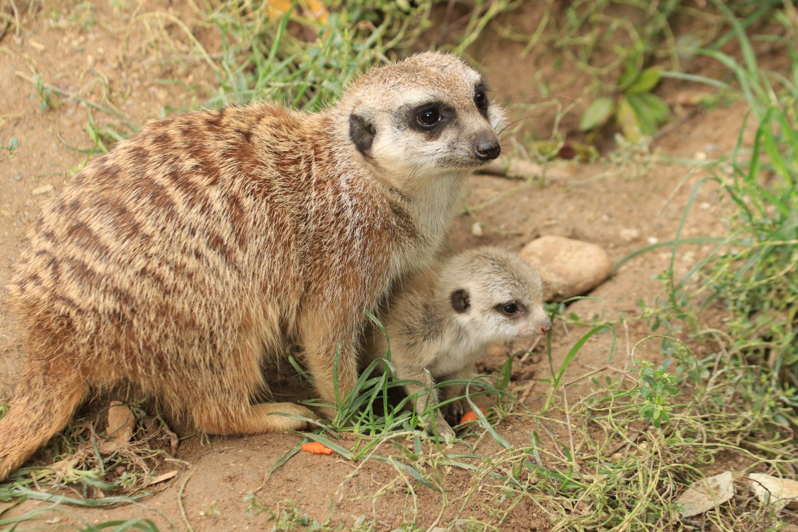 Meerkats (September 2019)