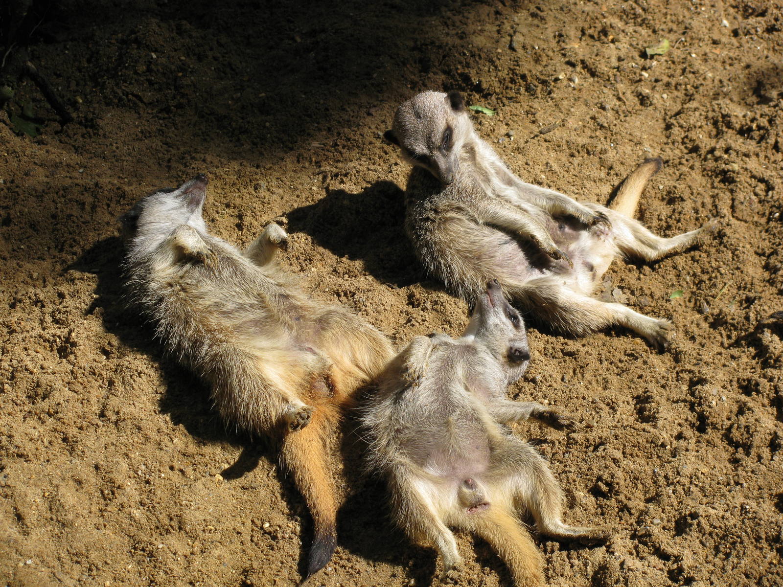 Meerkats sunbathing