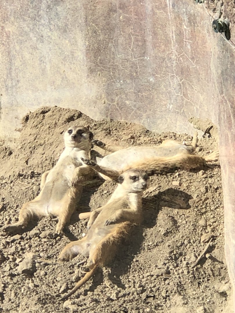 Meerkats Sunbathing