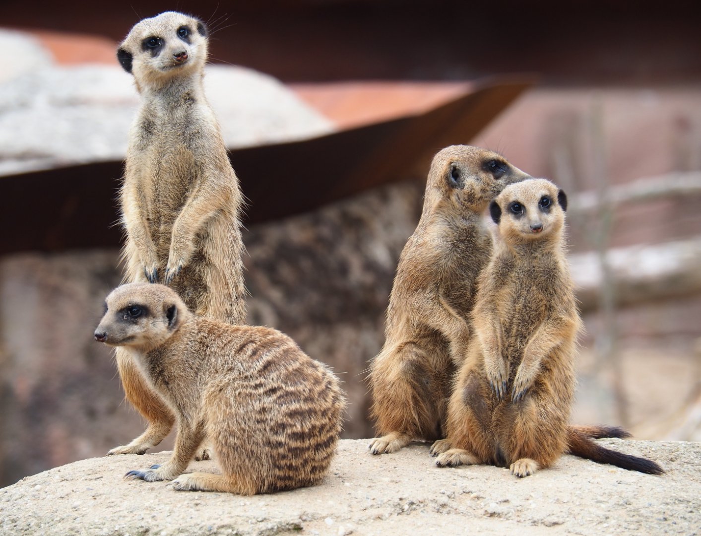 Meerkats (Suricata suricatta), 2019-07-21